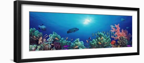 School of Fish Swimming Near a Reef, Indo-Pacific Ocean-null-Framed Photographic Print