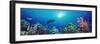 School of Fish Swimming Near a Reef, Indo-Pacific Ocean-null-Framed Photographic Print