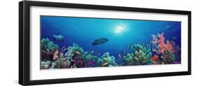 School of Fish Swimming Near a Reef, Indo-Pacific Ocean-null-Framed Photographic Print