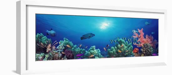 School of Fish Swimming Near a Reef, Indo-Pacific Ocean-null-Framed Photographic Print