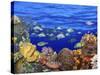 School of Fish Swimming Near a Reef-null-Stretched Canvas