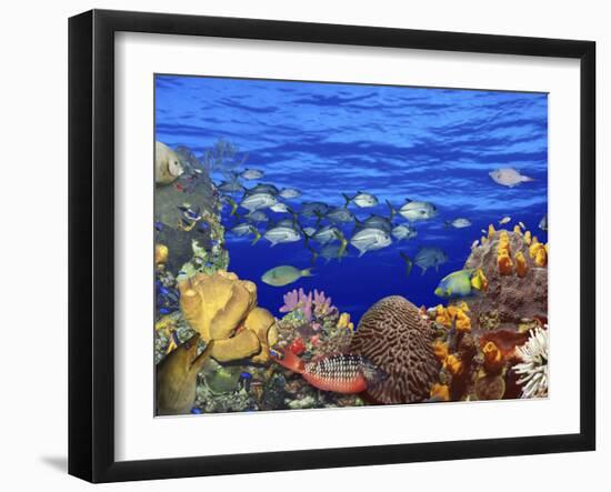 School of Fish Swimming Near a Reef-null-Framed Photographic Print