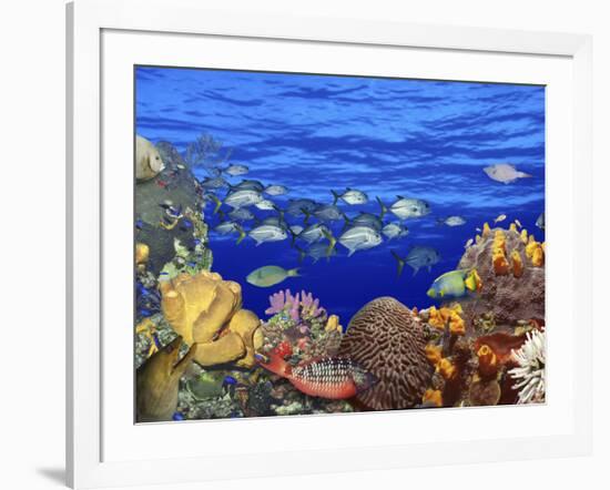 School of Fish Swimming Near a Reef-null-Framed Photographic Print