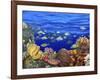 School of Fish Swimming Near a Reef-null-Framed Photographic Print