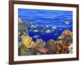 School of Fish Swimming Near a Reef-null-Framed Photographic Print