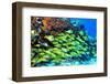 School of Fish-AndamanSE-Framed Photographic Print