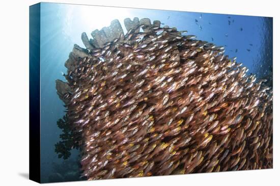 School of Golden Sweepers in Komodo National Park, Indonesia-Stocktrek Images-Stretched Canvas