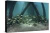 School of Grunt Fish Beneath a Pier on Turneffe Atoll, Belize-Stocktrek Images-Stretched Canvas