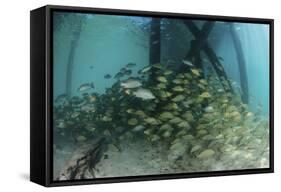 School of Grunt Fish Beneath a Pier on Turneffe Atoll, Belize-Stocktrek Images-Framed Stretched Canvas