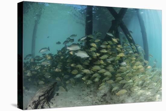 School of Grunt Fish Beneath a Pier on Turneffe Atoll, Belize-Stocktrek Images-Stretched Canvas