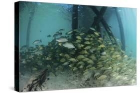 School of Grunt Fish Beneath a Pier on Turneffe Atoll, Belize-Stocktrek Images-Stretched Canvas