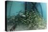 School of Grunt Fish Beneath a Pier on Turneffe Atoll, Belize-Stocktrek Images-Stretched Canvas