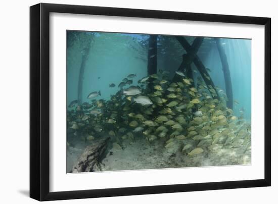 School of Grunt Fish Beneath a Pier on Turneffe Atoll, Belize-Stocktrek Images-Framed Photographic Print