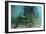 School of Grunt Fish Beneath a Pier on Turneffe Atoll, Belize-Stocktrek Images-Framed Photographic Print