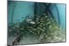School of Grunt Fish Beneath a Pier on Turneffe Atoll, Belize-Stocktrek Images-Mounted Photographic Print