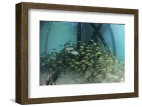 School of Grunt Fish Beneath a Pier on Turneffe Atoll, Belize-Stocktrek Images-Framed Photographic Print