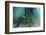 School of Grunt Fish Beneath a Pier on Turneffe Atoll, Belize-Stocktrek Images-Framed Photographic Print