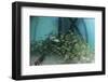 School of Grunt Fish Beneath a Pier on Turneffe Atoll, Belize-Stocktrek Images-Framed Photographic Print