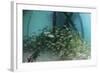 School of Grunt Fish Beneath a Pier on Turneffe Atoll, Belize-Stocktrek Images-Framed Photographic Print