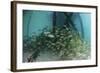 School of Grunt Fish Beneath a Pier on Turneffe Atoll, Belize-Stocktrek Images-Framed Photographic Print