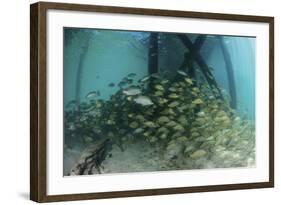 School of Grunt Fish Beneath a Pier on Turneffe Atoll, Belize-Stocktrek Images-Framed Photographic Print