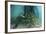 School of Grunt Fish Beneath a Pier on Turneffe Atoll, Belize-Stocktrek Images-Framed Photographic Print