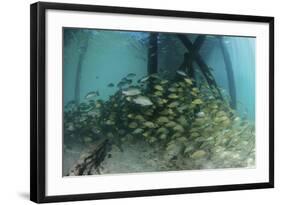 School of Grunt Fish Beneath a Pier on Turneffe Atoll, Belize-Stocktrek Images-Framed Photographic Print