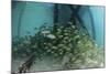 School of Grunt Fish Beneath a Pier on Turneffe Atoll, Belize-Stocktrek Images-Mounted Photographic Print