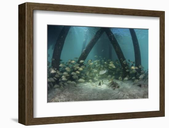 School of Grunt Fish Beneath a Pier on Turneffe Atoll, Belize-Stocktrek Images-Framed Photographic Print