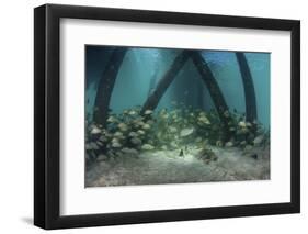 School of Grunt Fish Beneath a Pier on Turneffe Atoll, Belize-Stocktrek Images-Framed Photographic Print