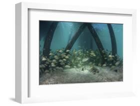 School of Grunt Fish Beneath a Pier on Turneffe Atoll, Belize-Stocktrek Images-Framed Photographic Print