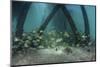 School of Grunt Fish Beneath a Pier on Turneffe Atoll, Belize-Stocktrek Images-Mounted Photographic Print