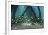 School of Grunt Fish Beneath a Pier on Turneffe Atoll, Belize-Stocktrek Images-Framed Photographic Print