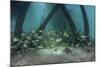 School of Grunt Fish Beneath a Pier on Turneffe Atoll, Belize-Stocktrek Images-Mounted Photographic Print