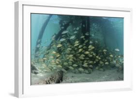 School of Grunt Fish Beneath a Pier on Turneffe Atoll, Belize-Stocktrek Images-Framed Photographic Print