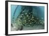 School of Grunt Fish Beneath a Pier on Turneffe Atoll, Belize-Stocktrek Images-Framed Photographic Print