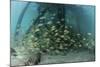 School of Grunt Fish Beneath a Pier on Turneffe Atoll, Belize-Stocktrek Images-Mounted Photographic Print