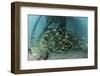 School of Grunt Fish Beneath a Pier on Turneffe Atoll, Belize-Stocktrek Images-Framed Photographic Print