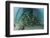 School of Grunt Fish Beneath a Pier on Turneffe Atoll, Belize-Stocktrek Images-Framed Photographic Print