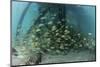 School of Grunt Fish Beneath a Pier on Turneffe Atoll, Belize-Stocktrek Images-Mounted Photographic Print