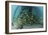 School of Grunt Fish Beneath a Pier on Turneffe Atoll, Belize-Stocktrek Images-Framed Photographic Print