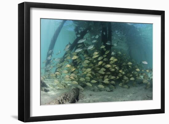 School of Grunt Fish Beneath a Pier on Turneffe Atoll, Belize-Stocktrek Images-Framed Photographic Print