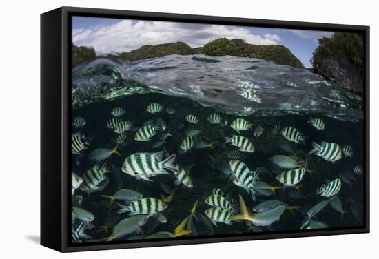 School of Large Damselfish in Palau's Inner Lagoon-Stocktrek Images-Framed Stretched Canvas