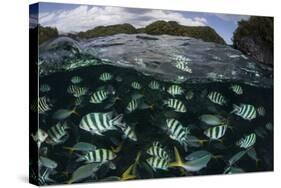 School of Large Damselfish in Palau's Inner Lagoon-Stocktrek Images-Stretched Canvas