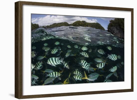 School of Large Damselfish in Palau's Inner Lagoon-Stocktrek Images-Framed Photographic Print