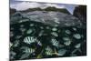 School of Large Damselfish in Palau's Inner Lagoon-Stocktrek Images-Mounted Photographic Print