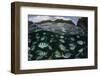 School of Large Damselfish in Palau's Inner Lagoon-Stocktrek Images-Framed Photographic Print