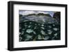 School of Large Damselfish in Palau's Inner Lagoon-Stocktrek Images-Framed Photographic Print