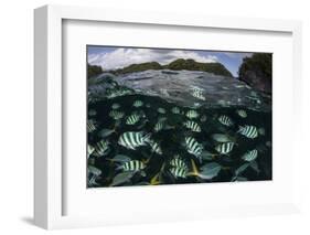 School of Large Damselfish in Palau's Inner Lagoon-Stocktrek Images-Framed Photographic Print