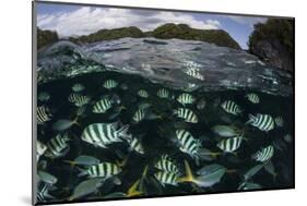 School of Large Damselfish in Palau's Inner Lagoon-Stocktrek Images-Mounted Photographic Print